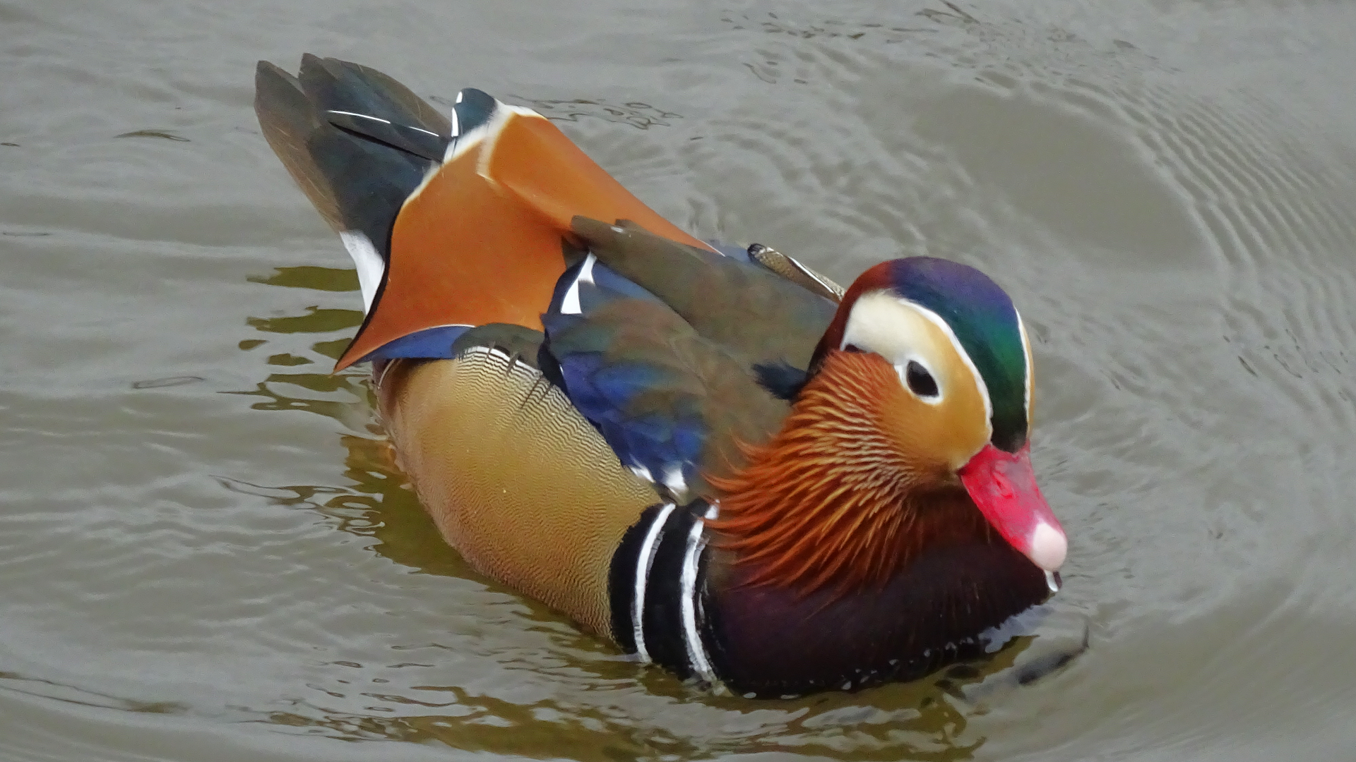 Mandarin Duck
Aix galericulata