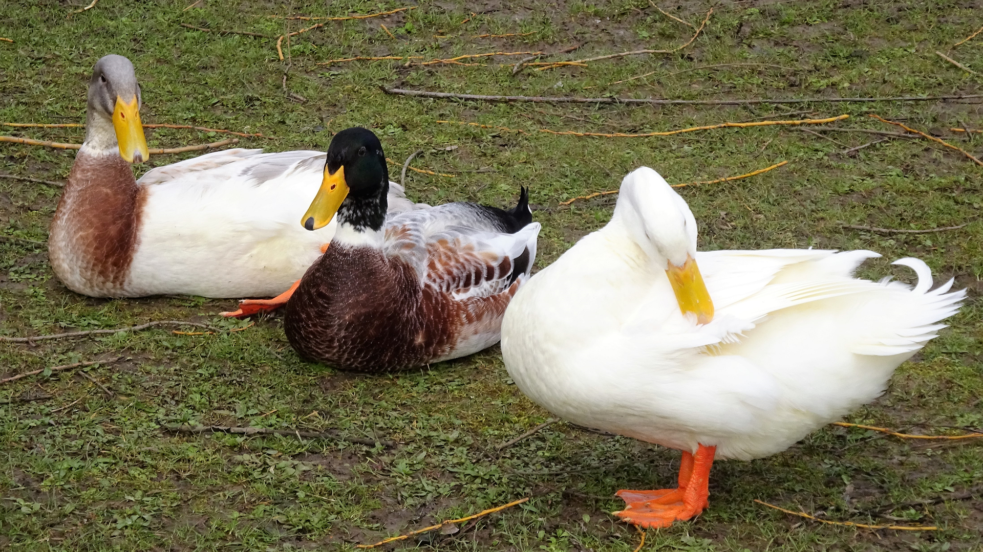 Ducks
Anas platyrhynchos