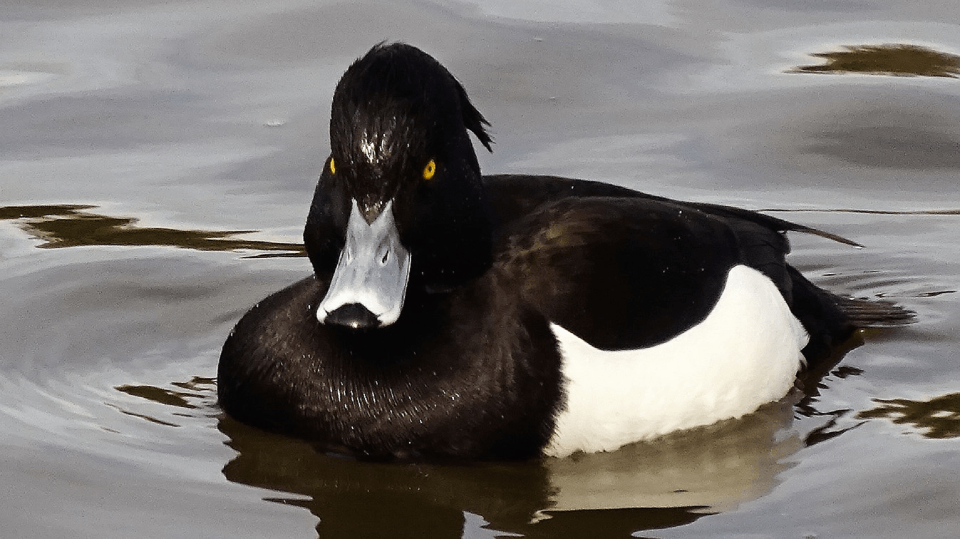 Tufted Duck
Aythya fuligula