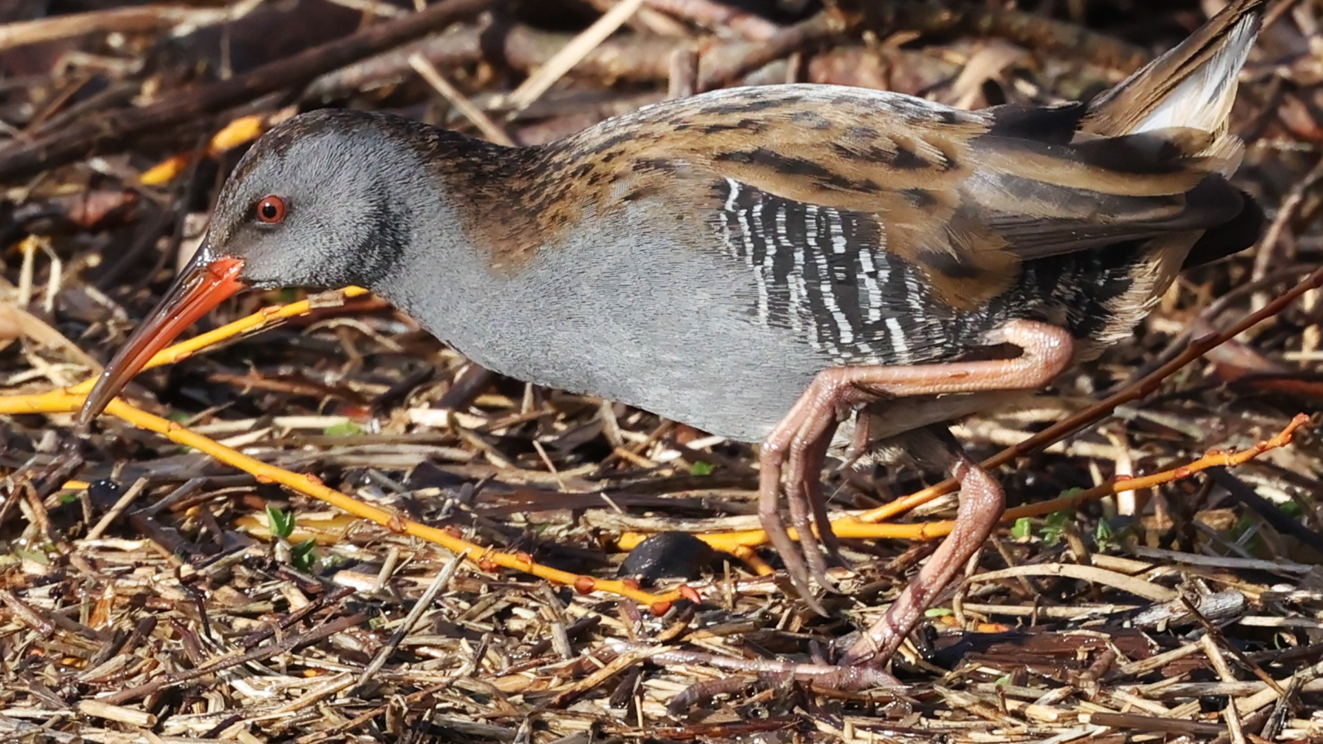 Small Tortoiseshell
Aglais urticae