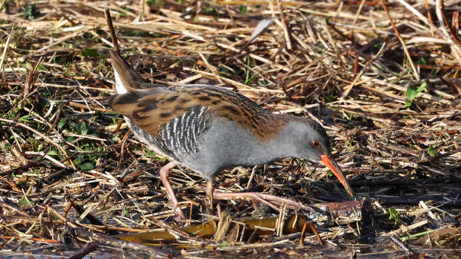 Small Tortoiseshell
Aglais urticae