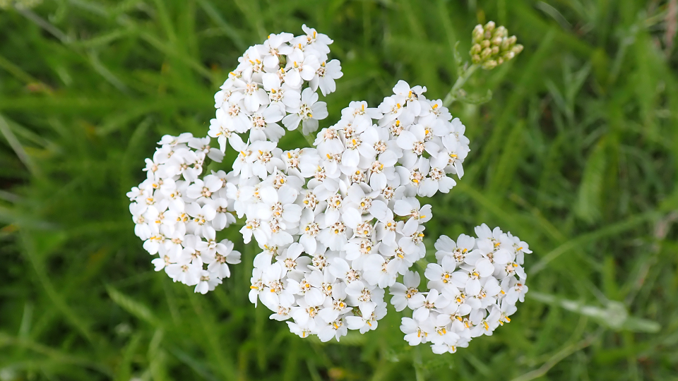Yarrow
Achillea millefolium