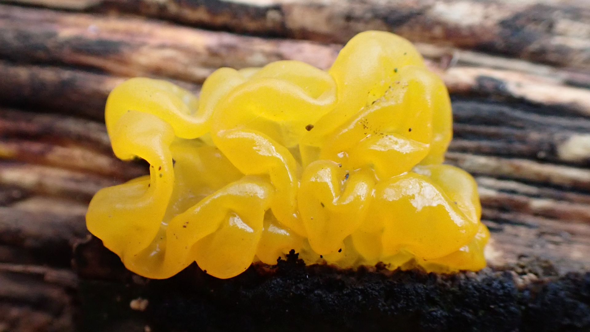 Yellow Brain Fungus 
Tremella mesenterica