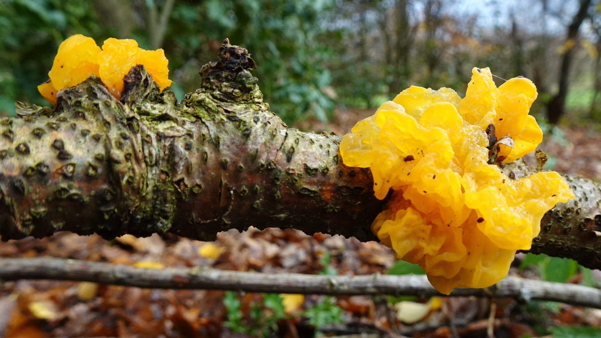 Yellow Brain Fungus
Tremella mesenterica