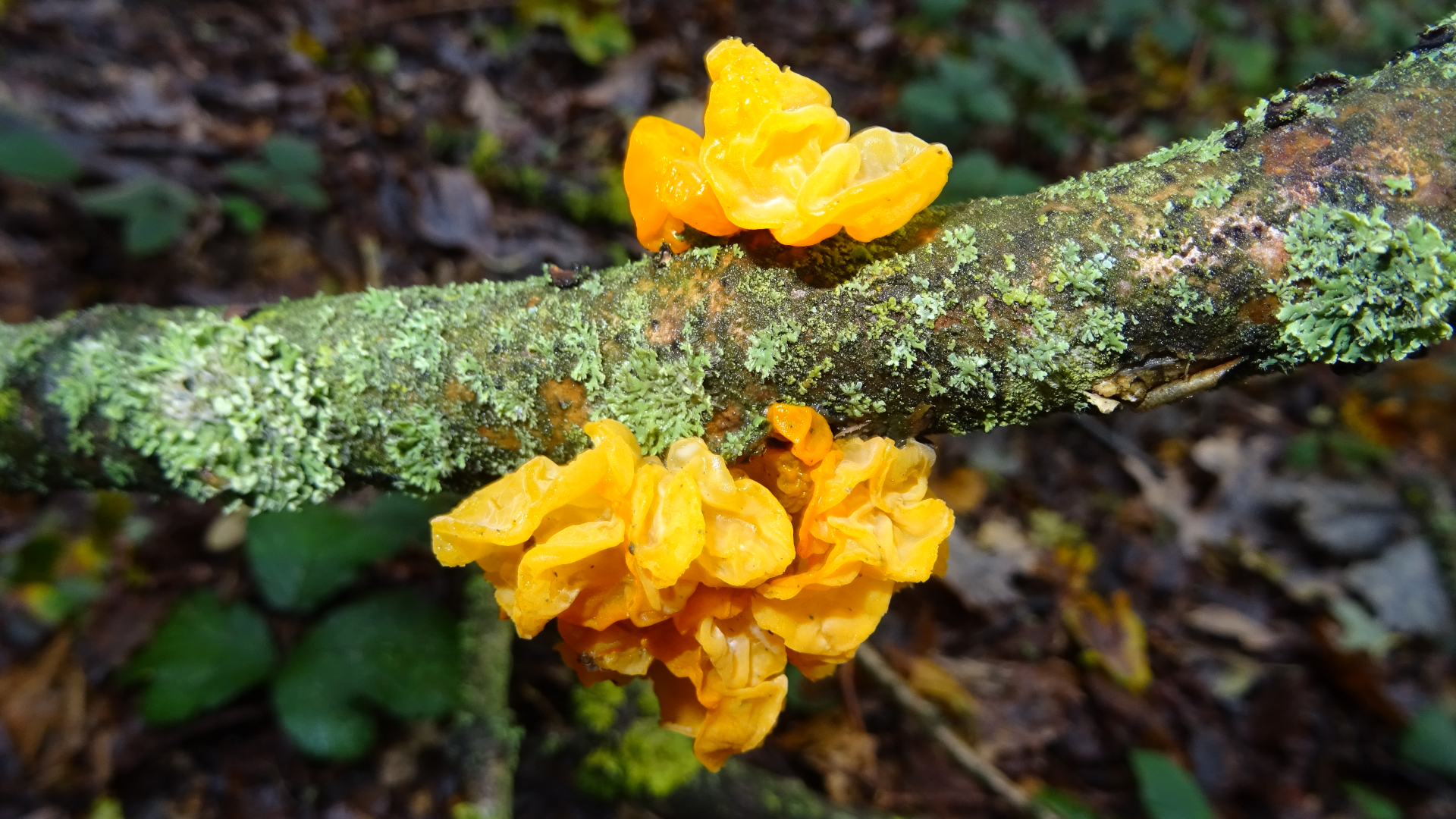 Yellow Brain Fungus
Tremella mesenterica