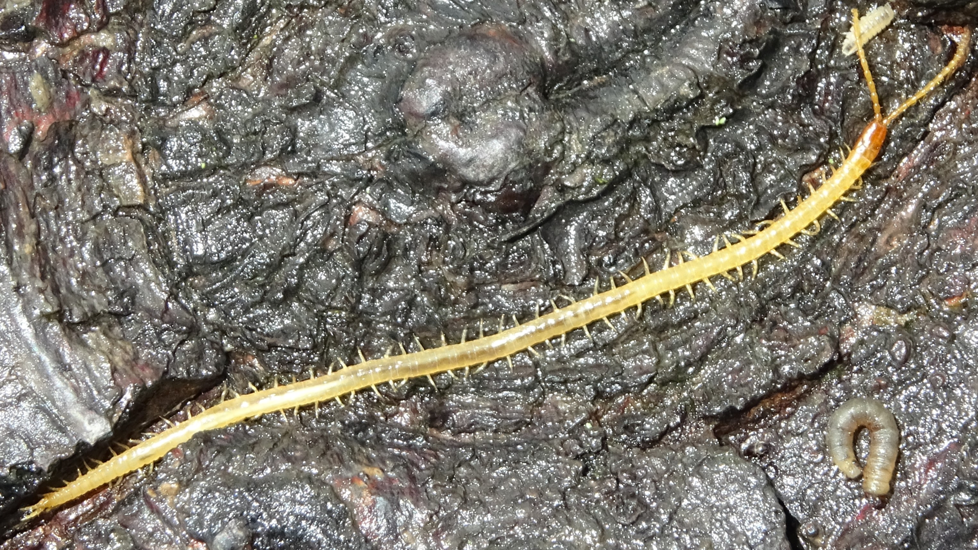 Yellow Centipede
Geophilus flavus