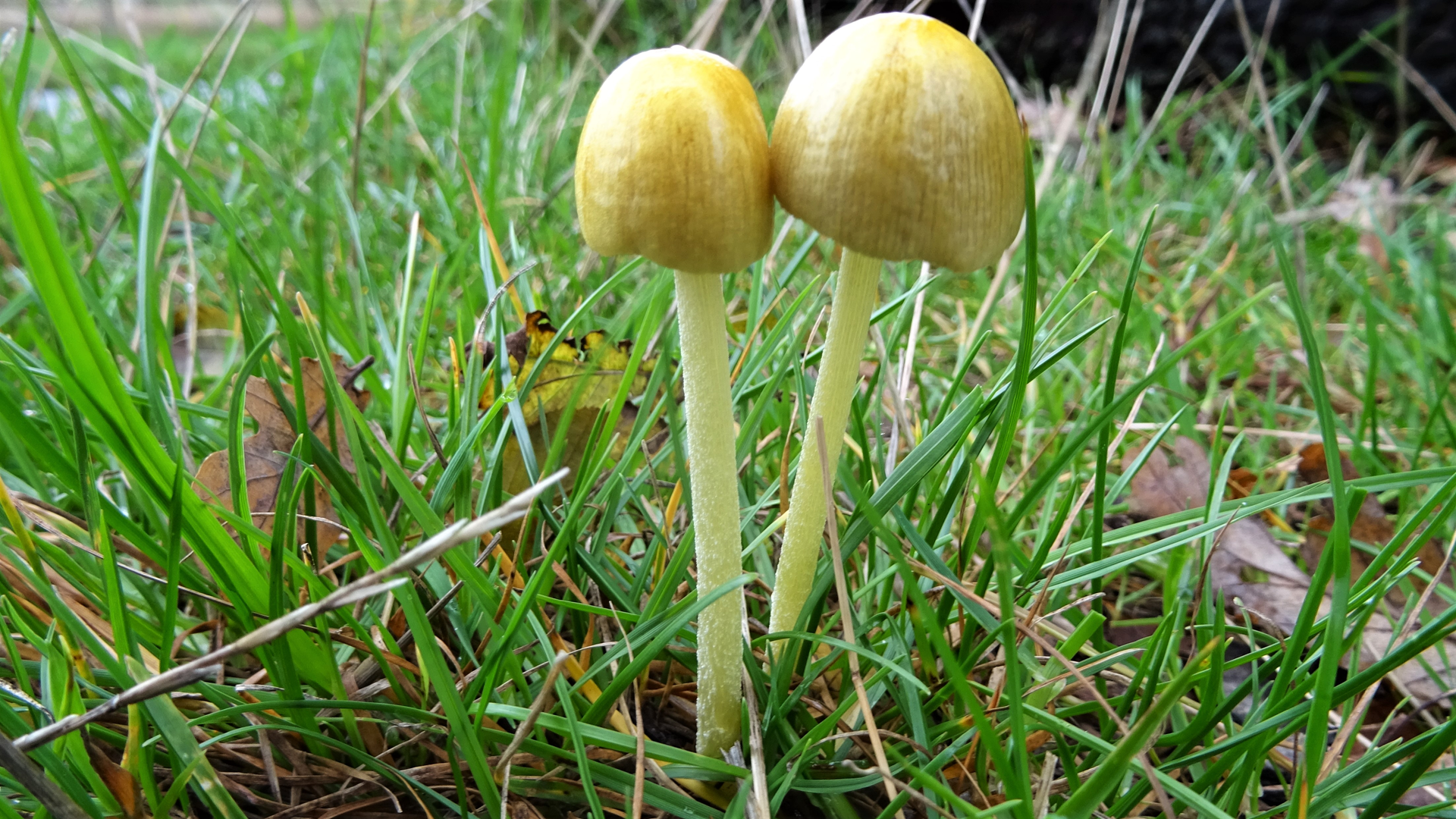 Yellow Fieldcap
Bolbitius titubans