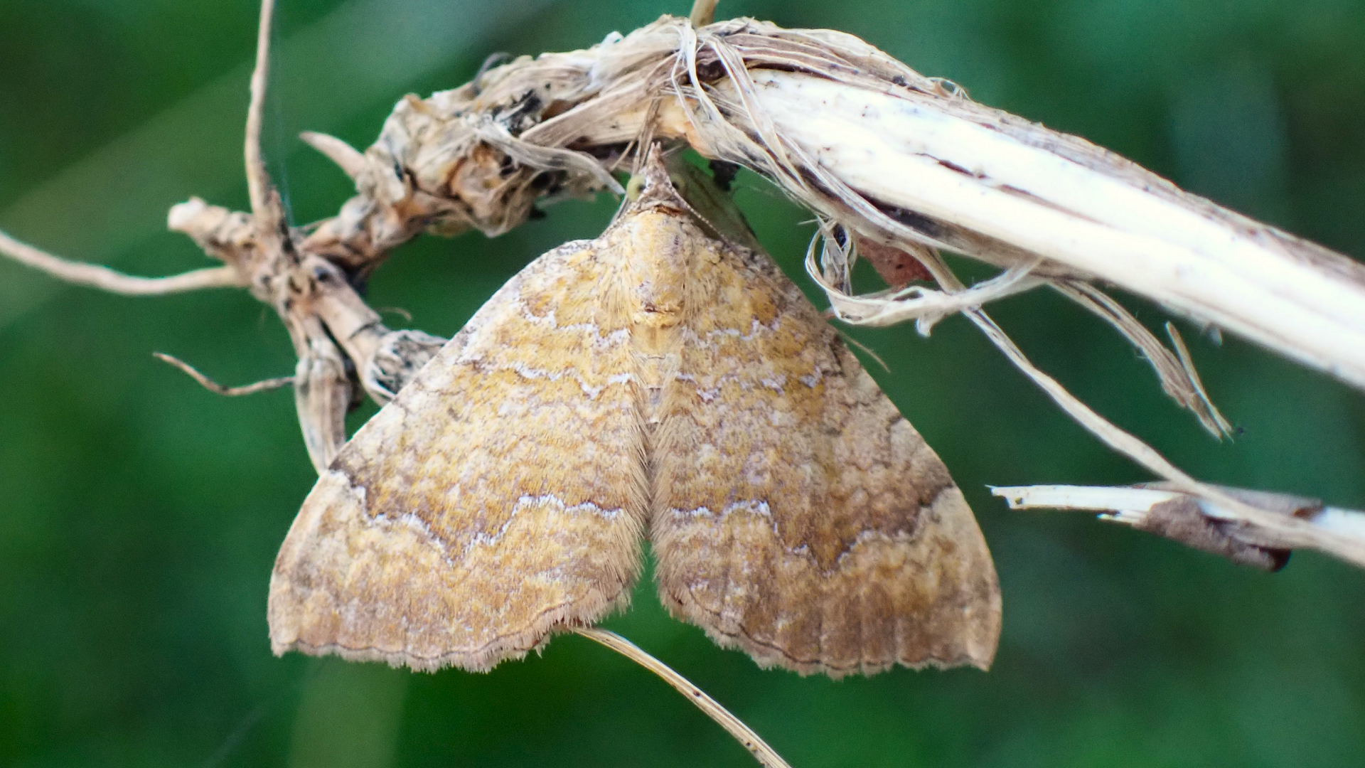 Yellow Shell
Camptogramma bilineata