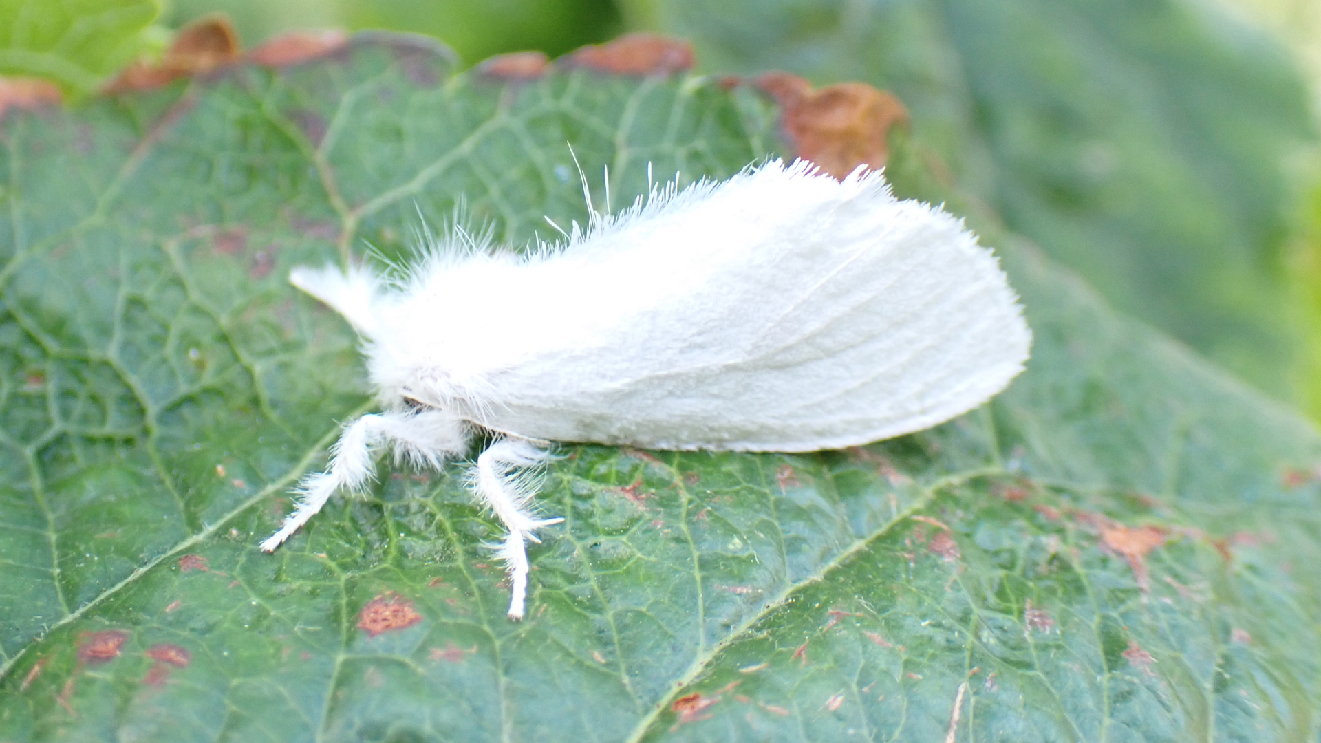 Yellow-tail
Euproctis similis