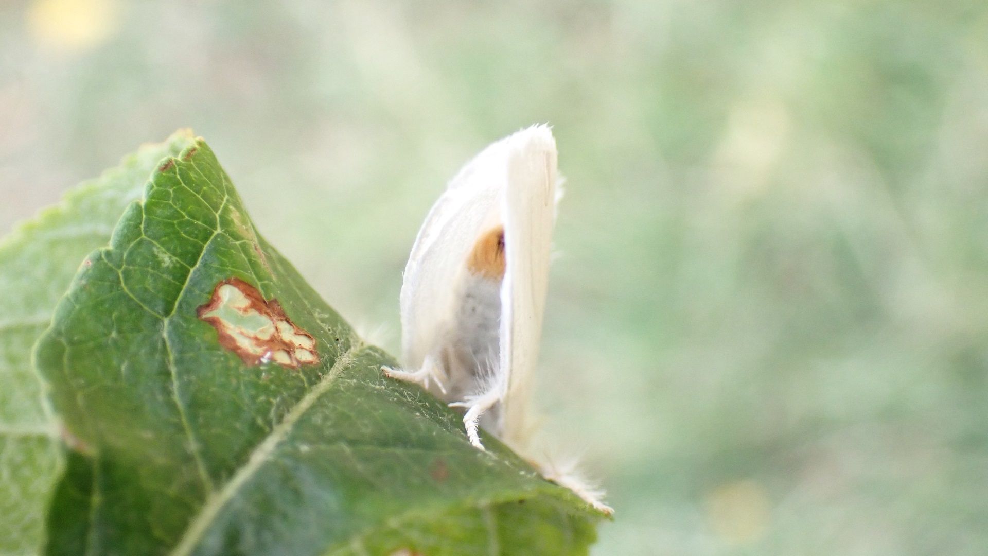 Yellow-tail
Euproctis similis