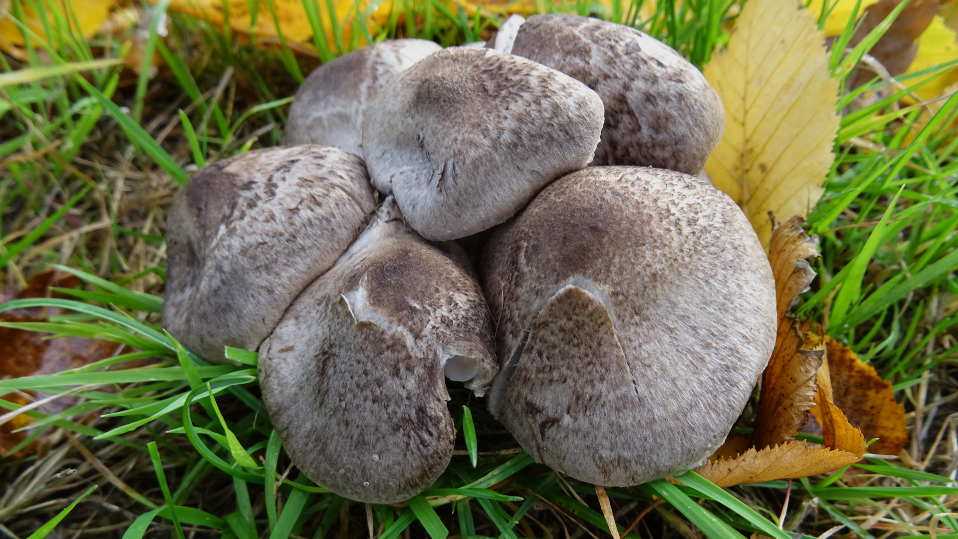 Yellowing Knight
Tricholoma scalpturatum