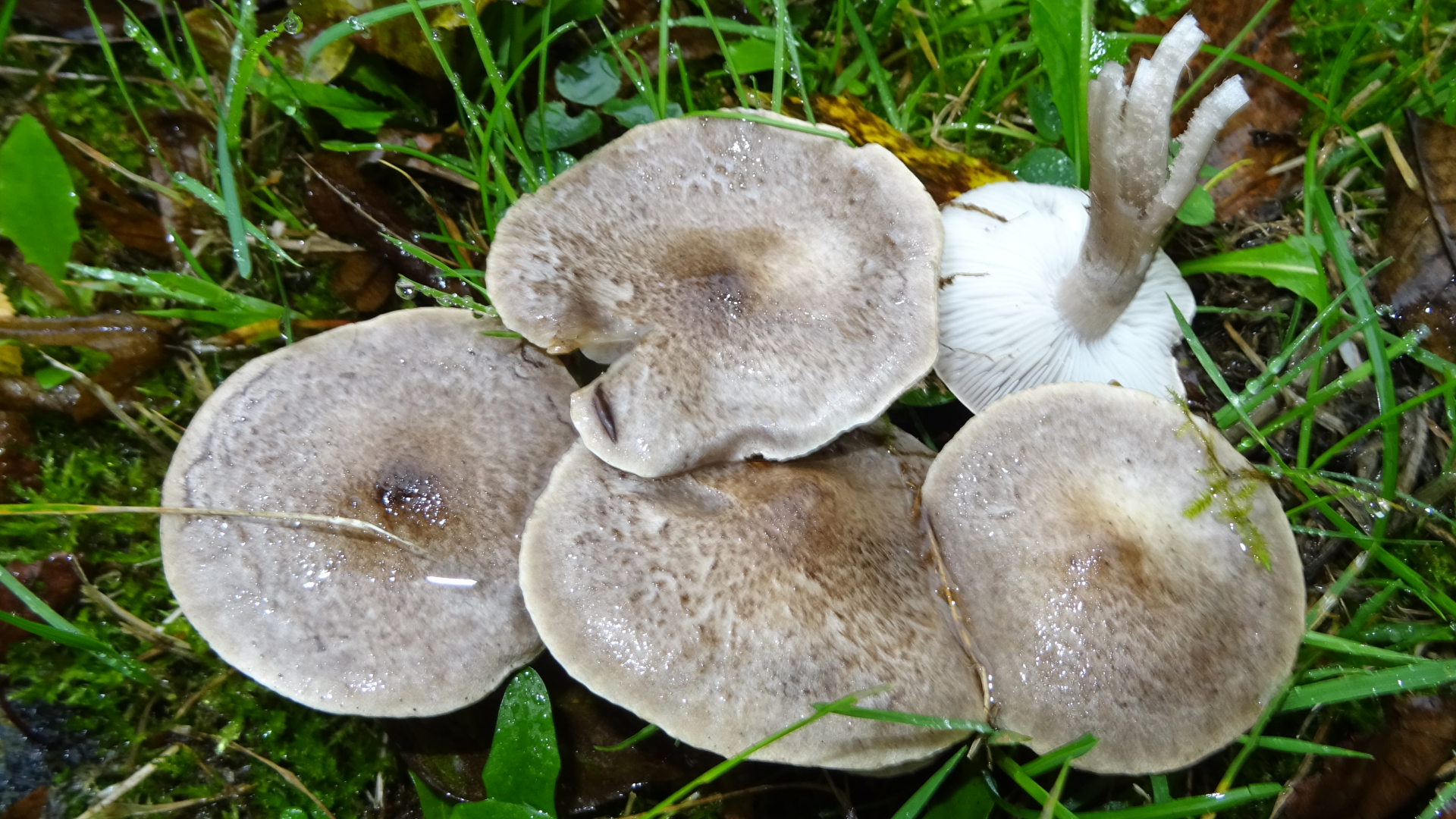 Yellowing Knight
Tricholoma scalpturatum