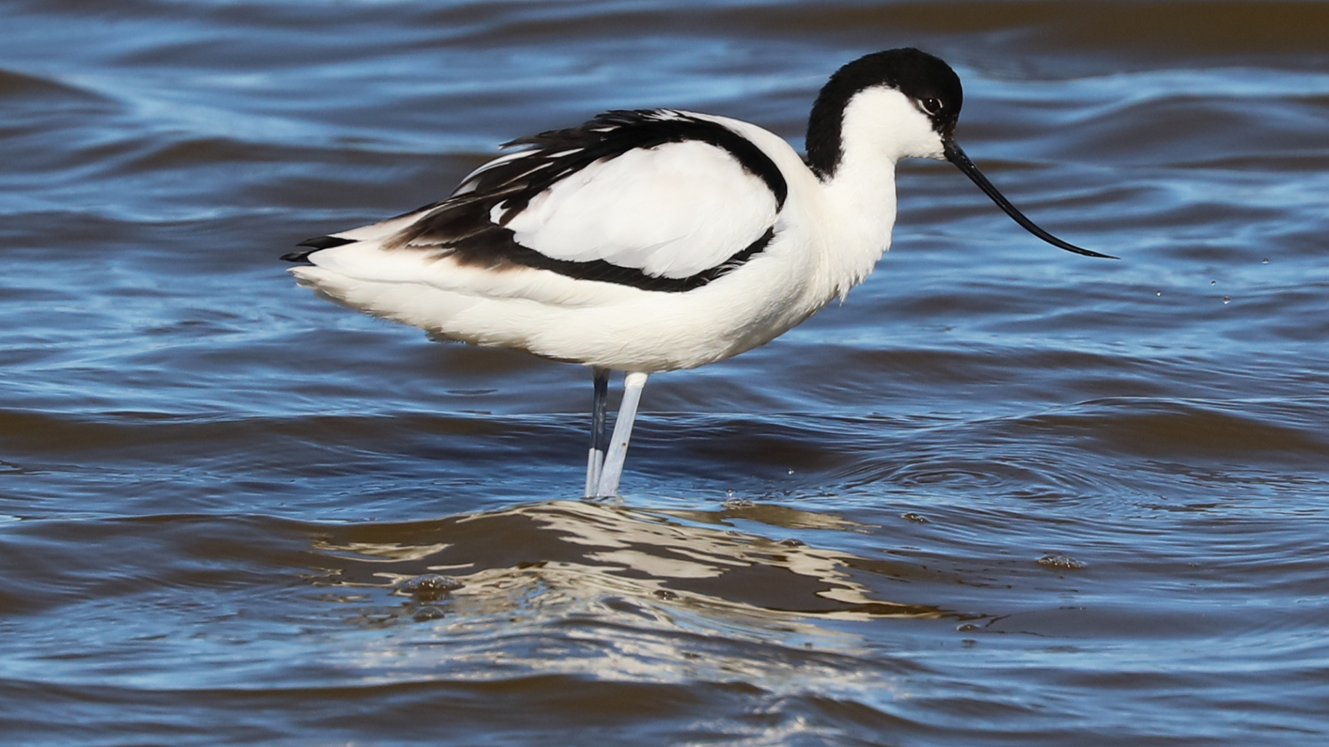 Avocet