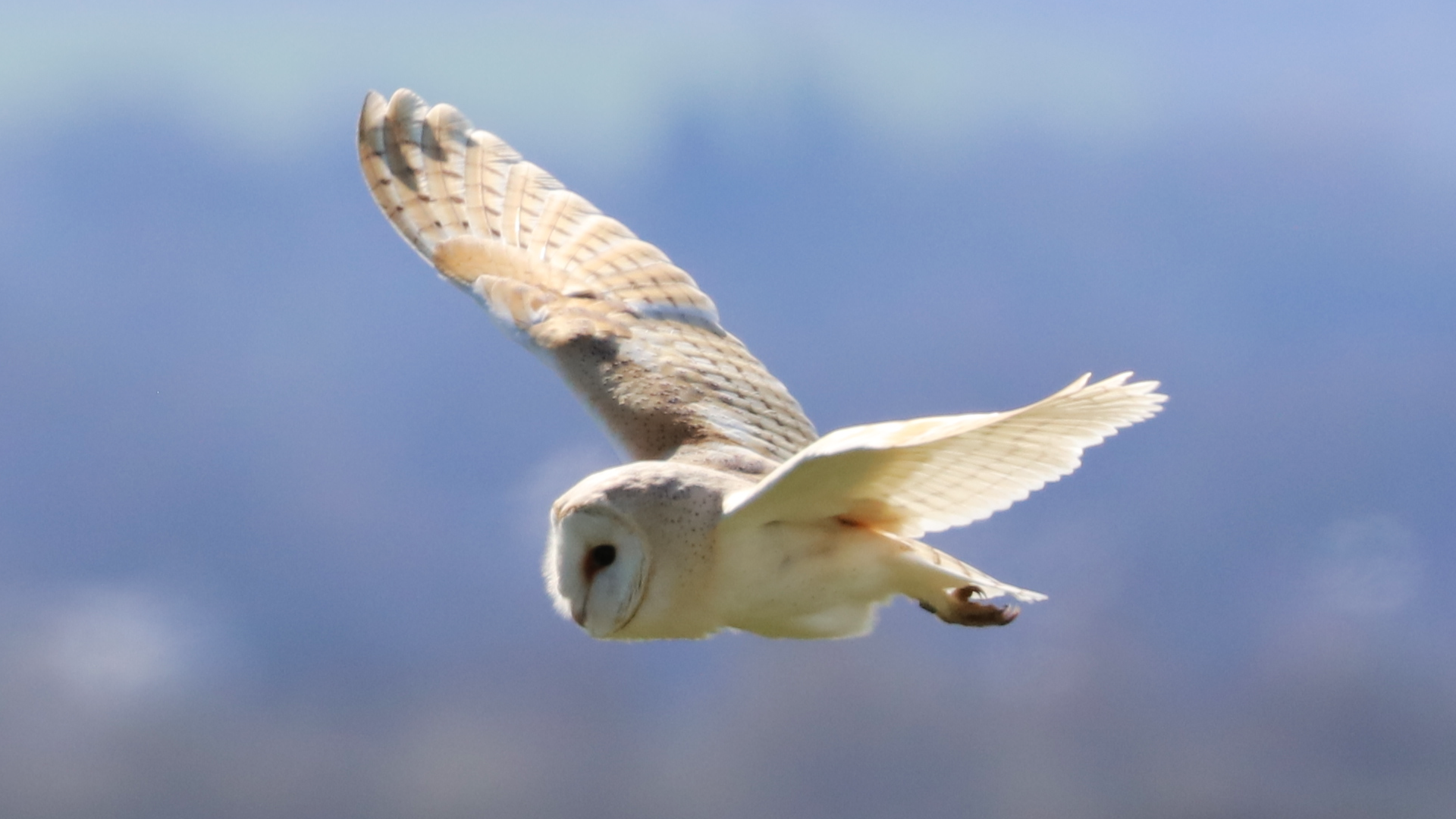 Barn Owl