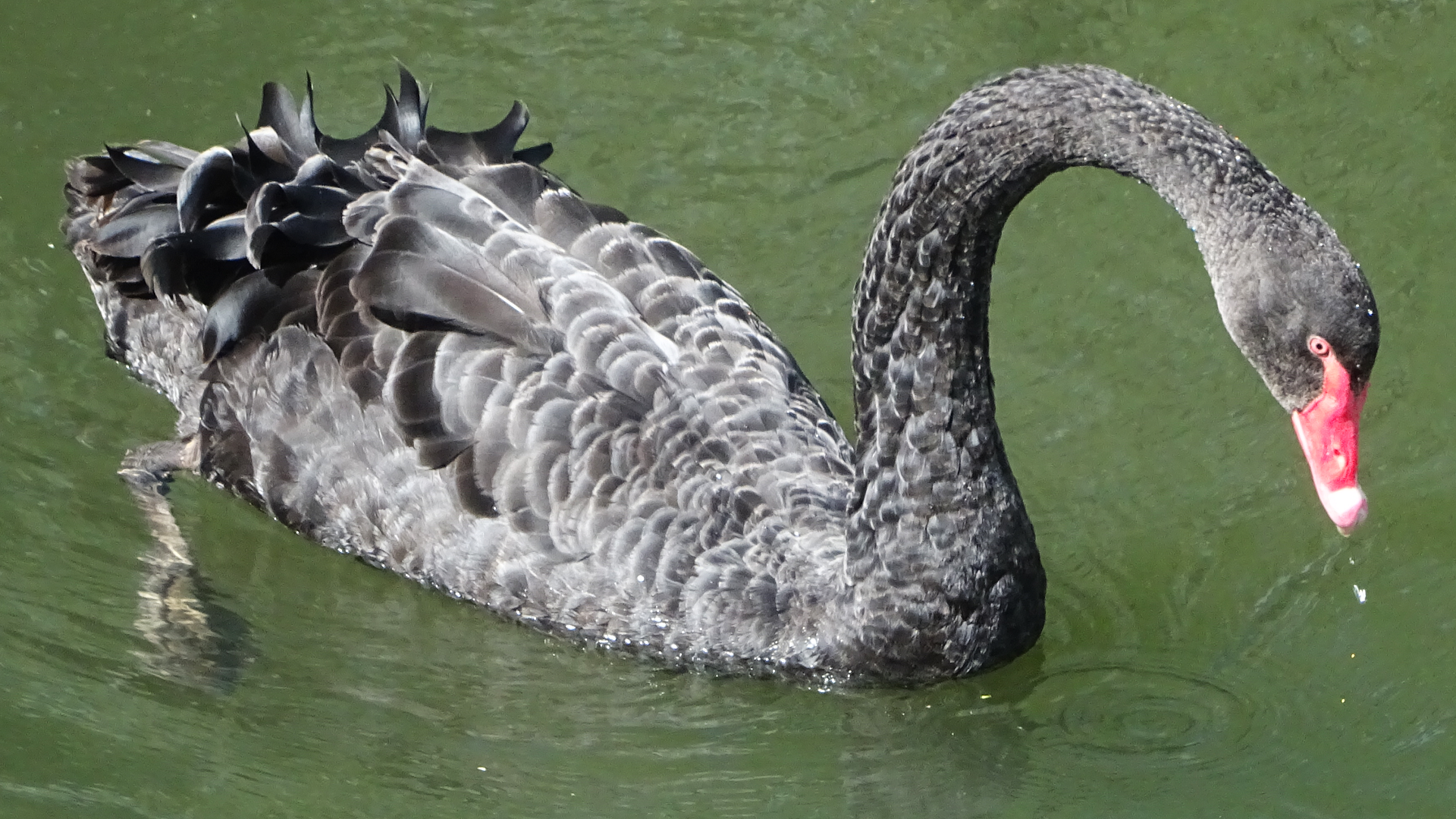 Black Swan