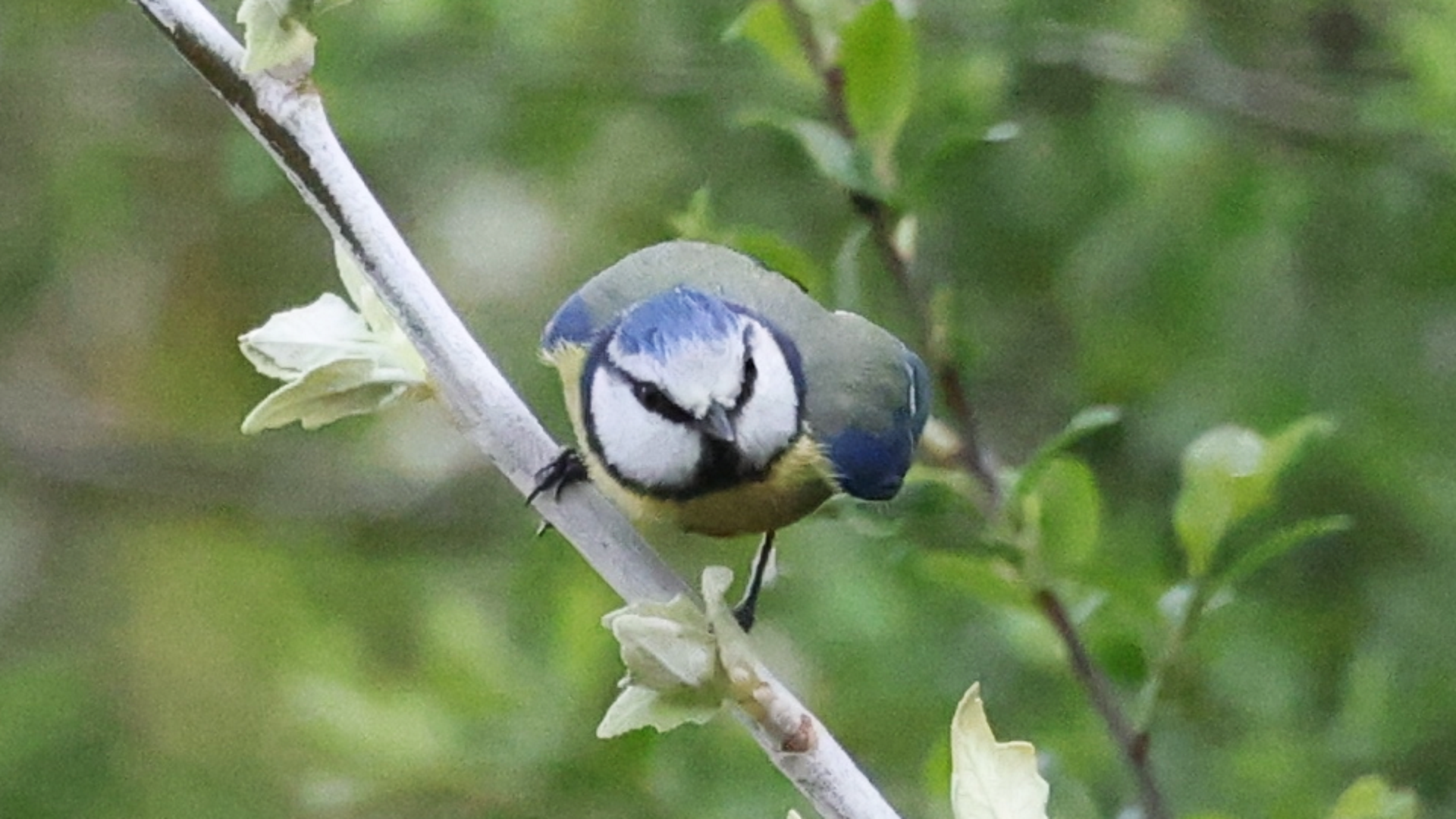 Blue Tit