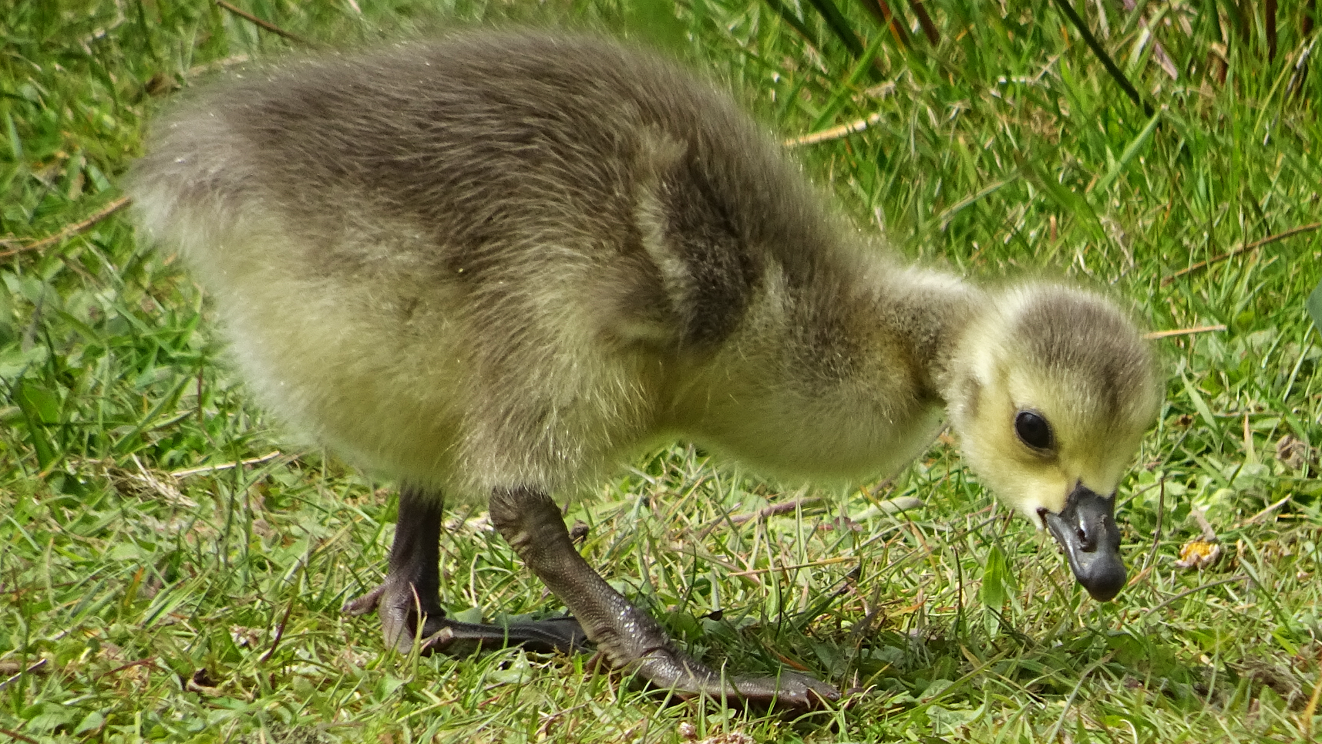 Canada gosling