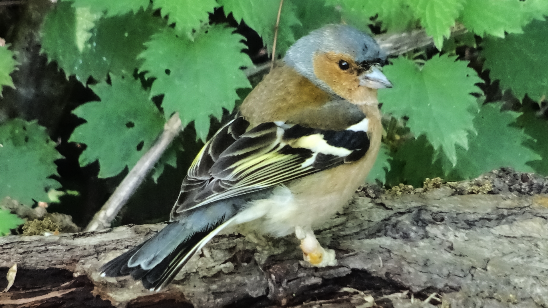 Chaffinch