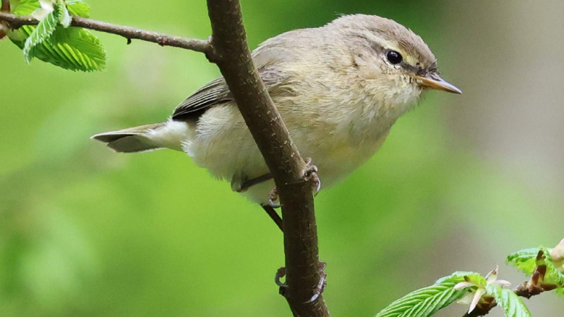 Chiffchaff