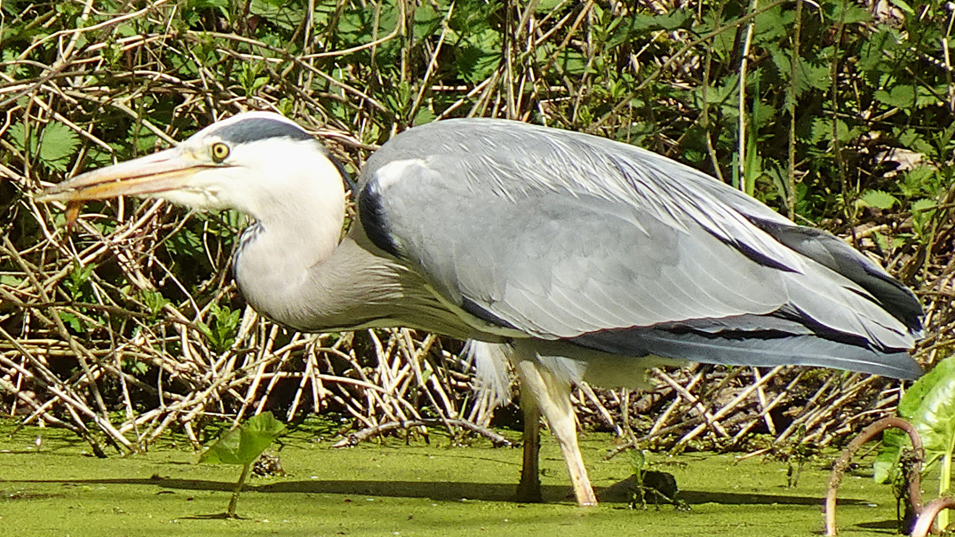 Grey Heron