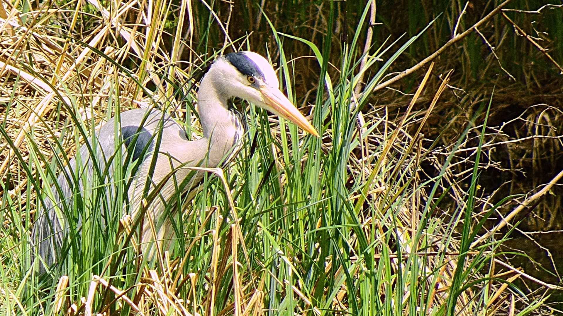 Grey Heron