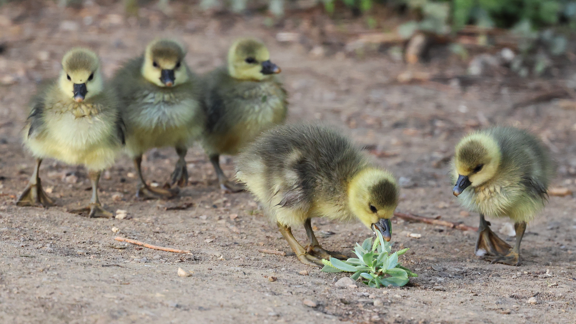 Greylag gosling