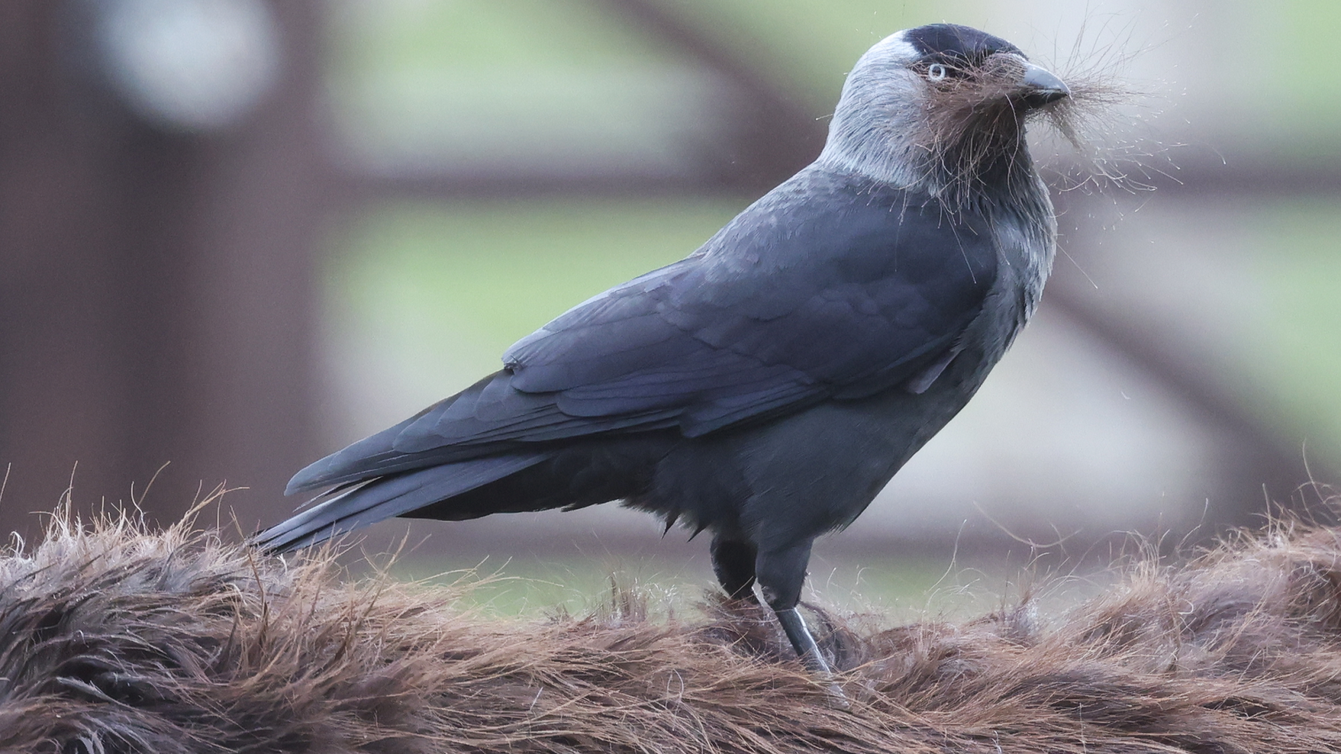 Jackdaw