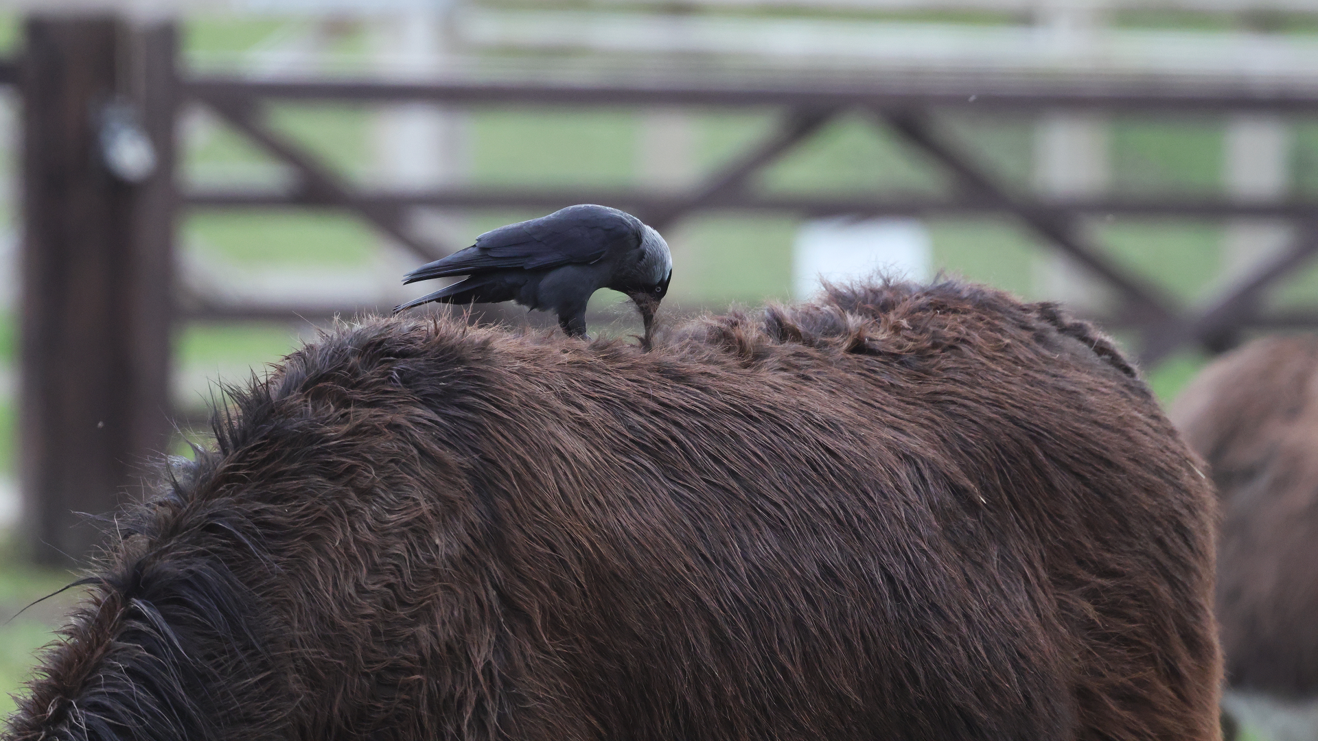 Jackdaw