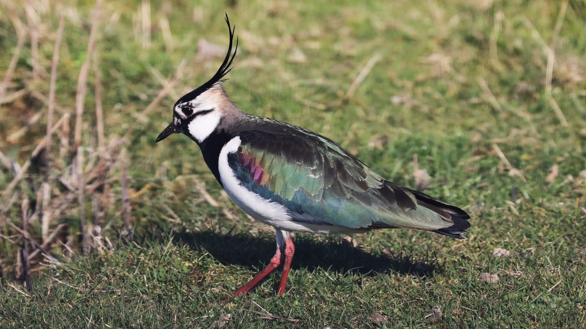 Lapwing
