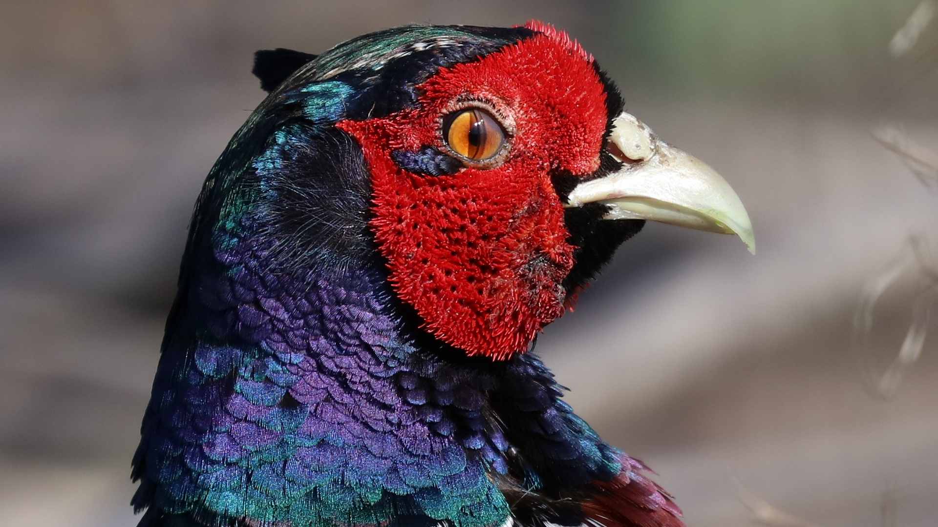 Pheasant