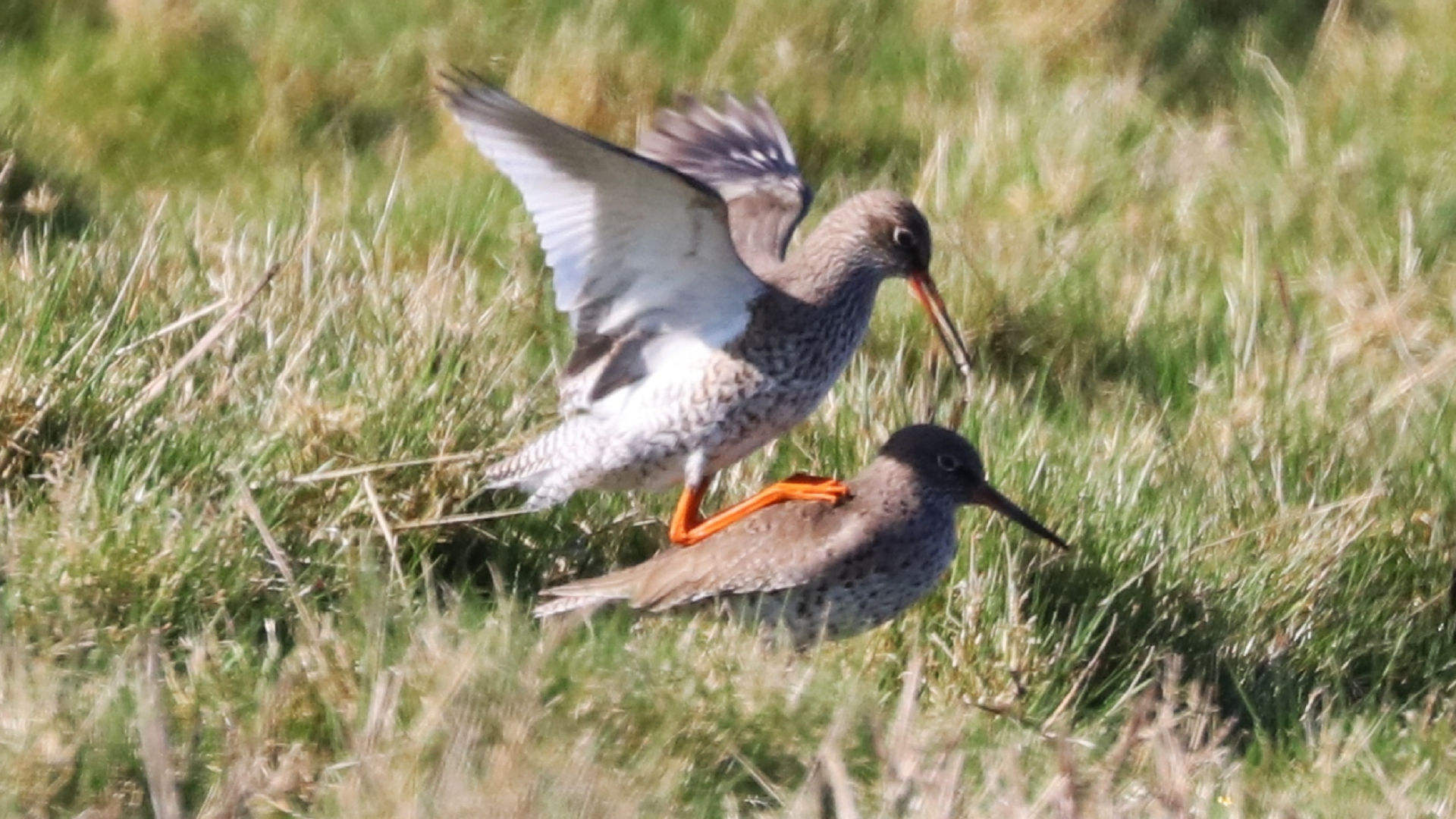 Redshank