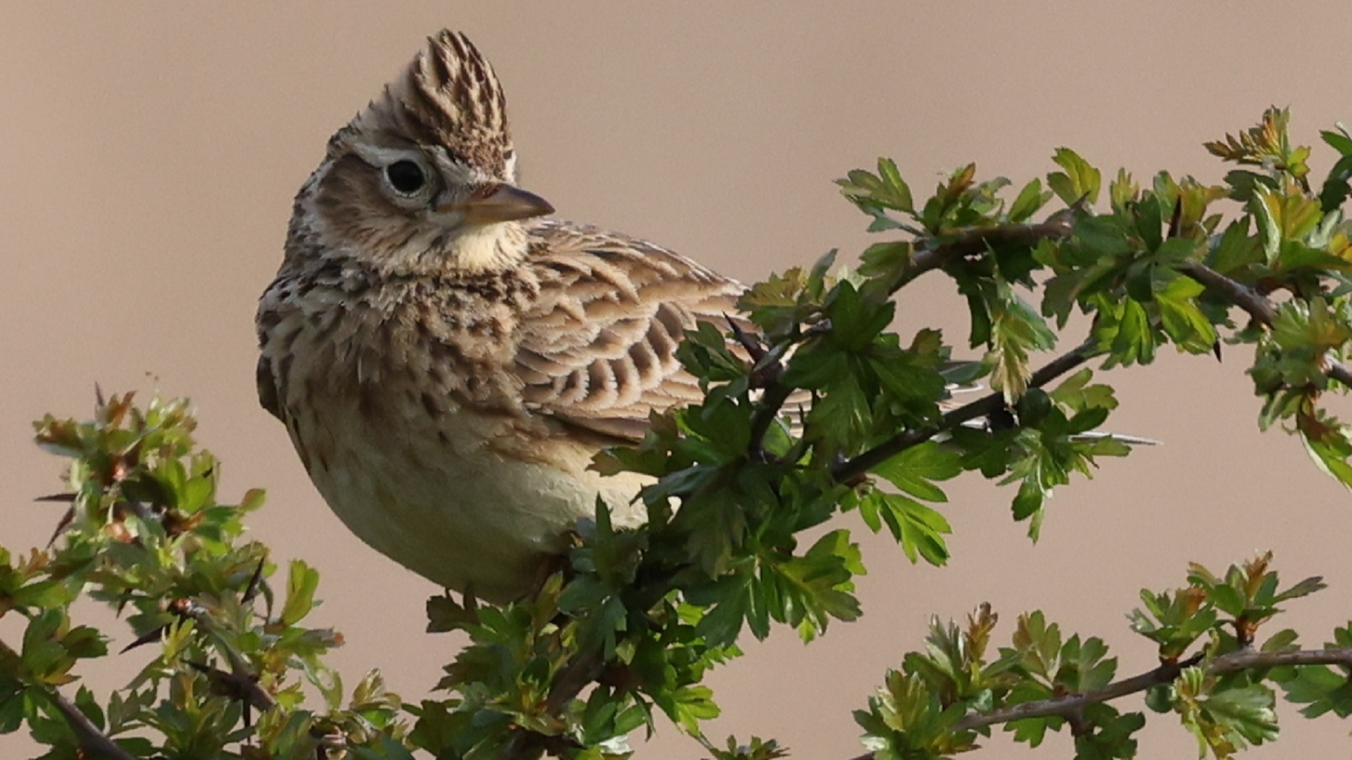 Skylark