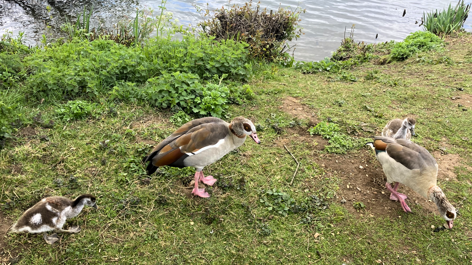 Egyptian Geese