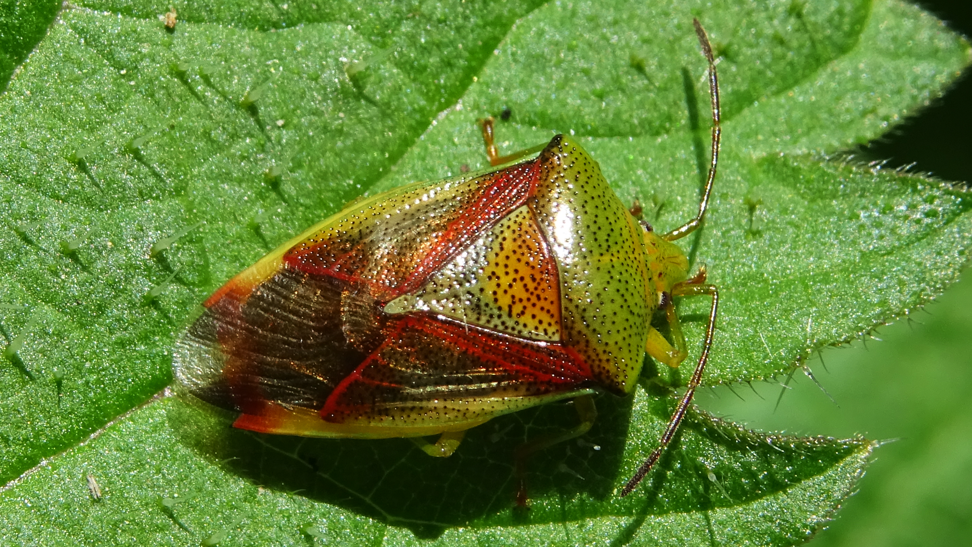 Beetle