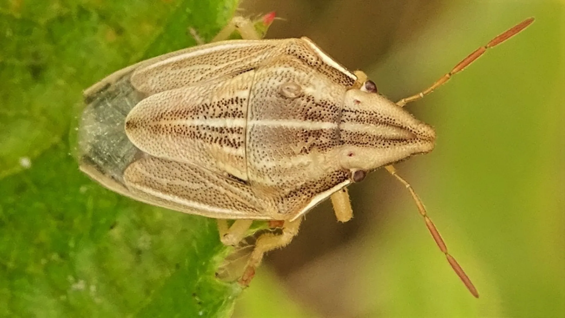Beetle