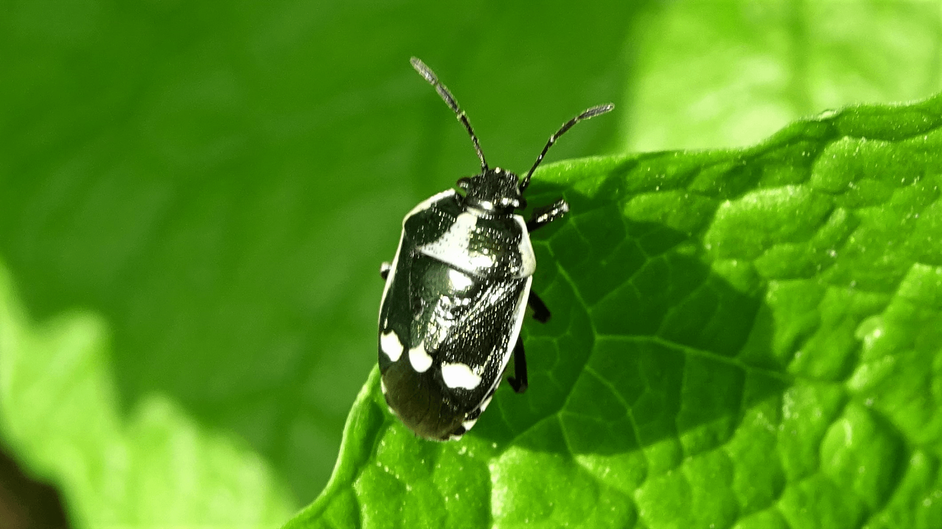 Beetle