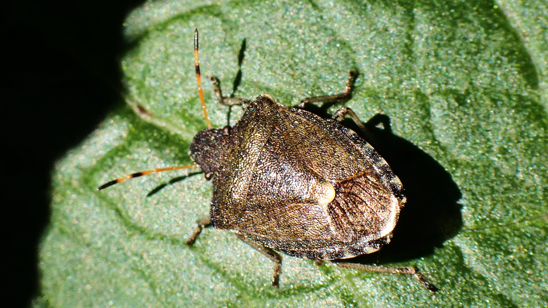 Beetle