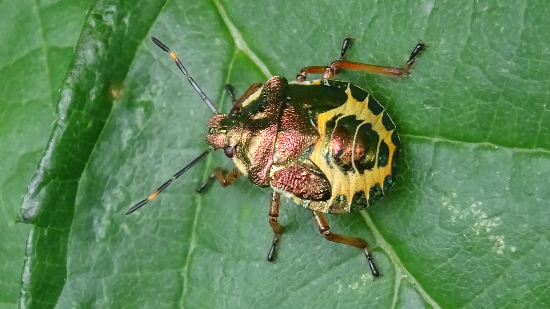 Beetle
