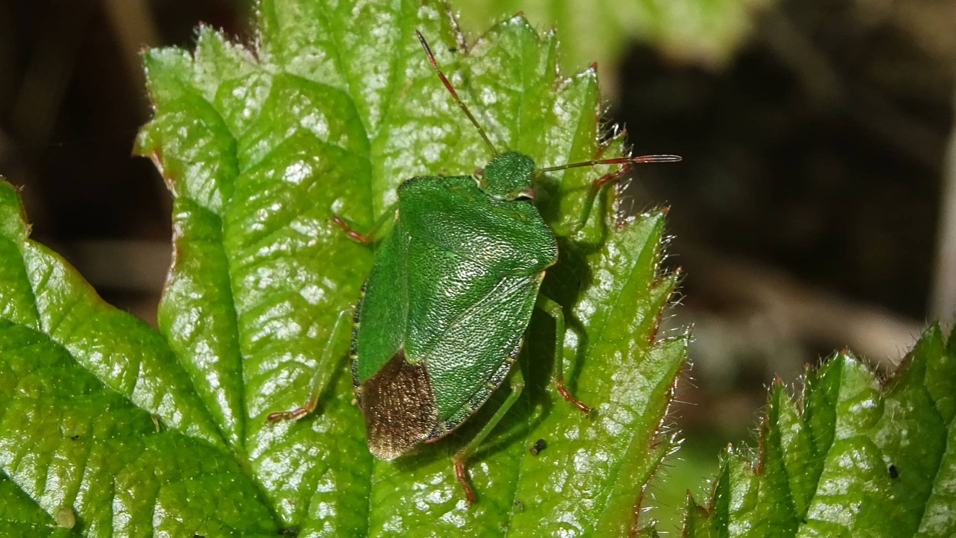 Beetle