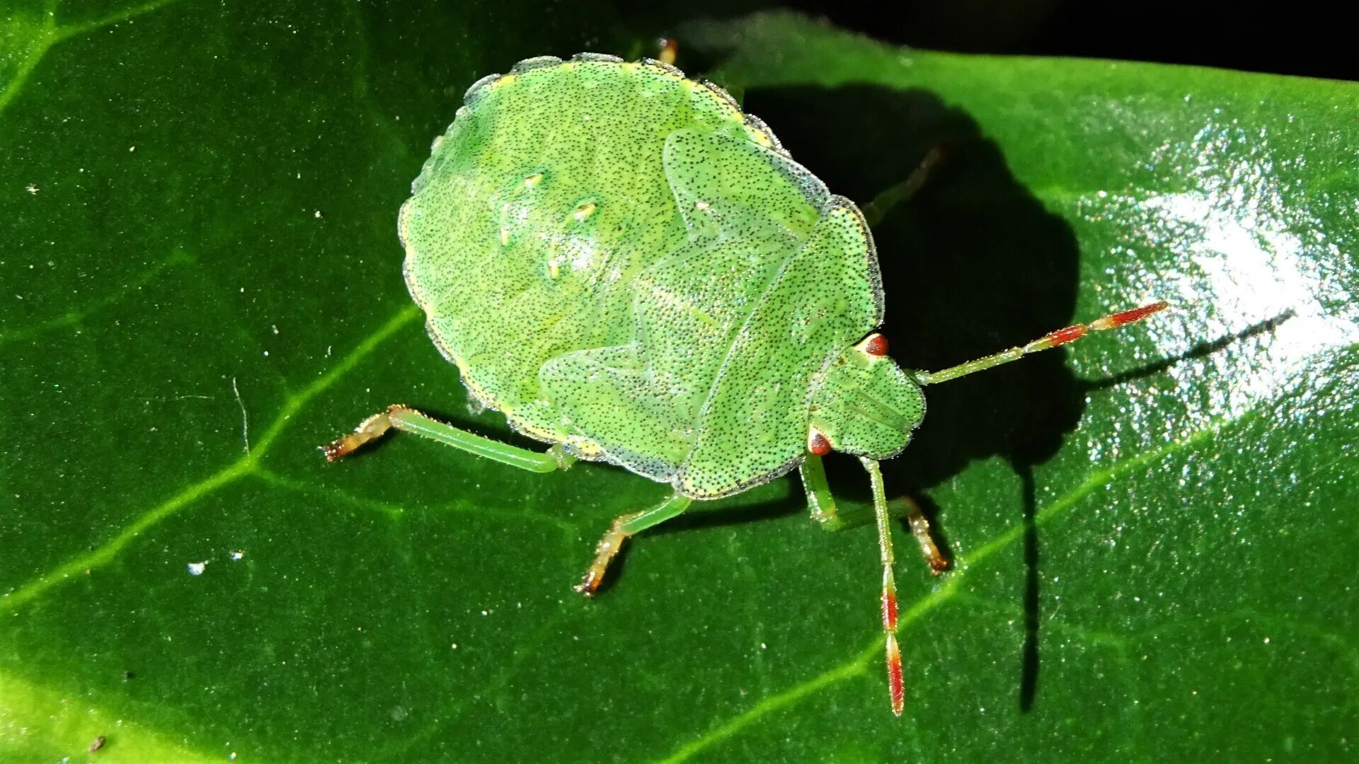Beetle