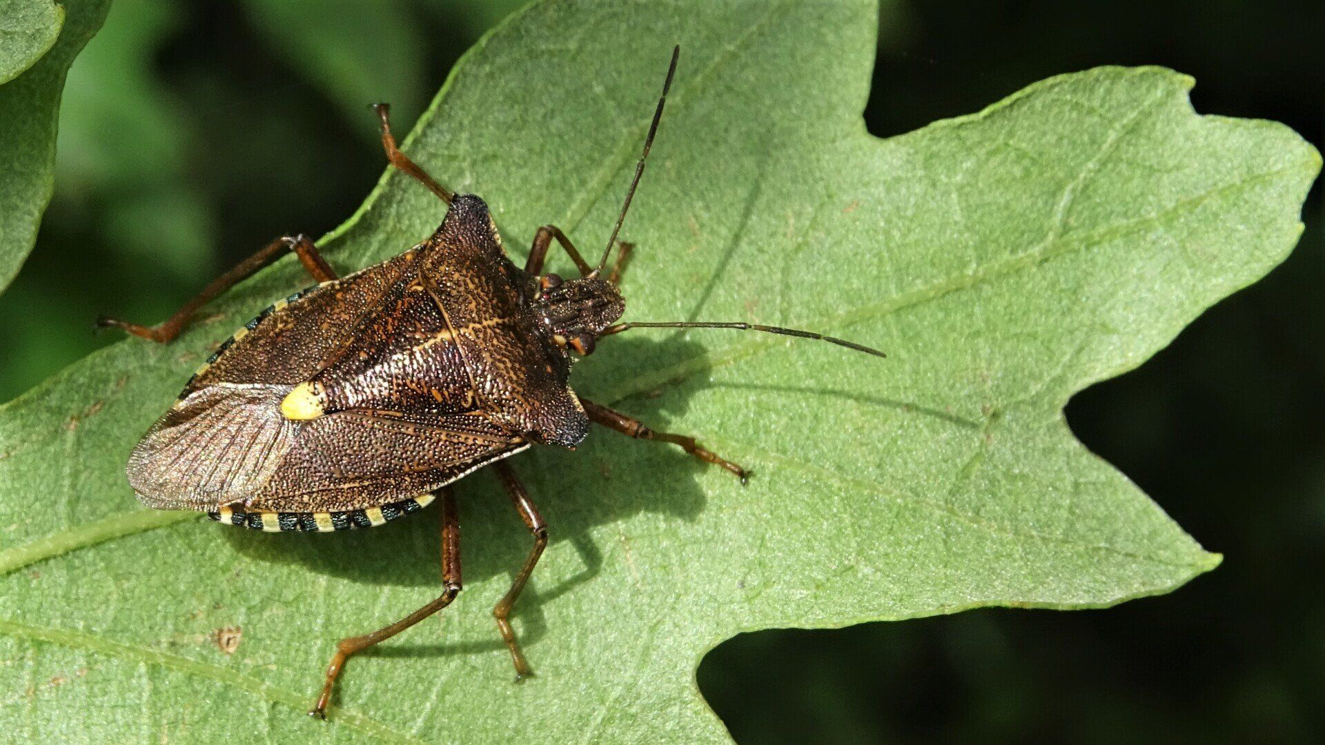 Beetle