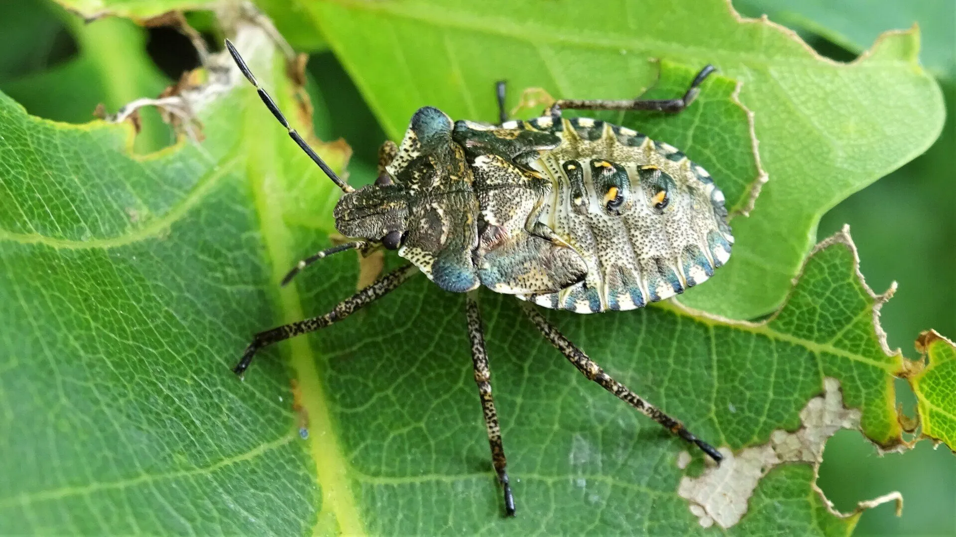 Beetle