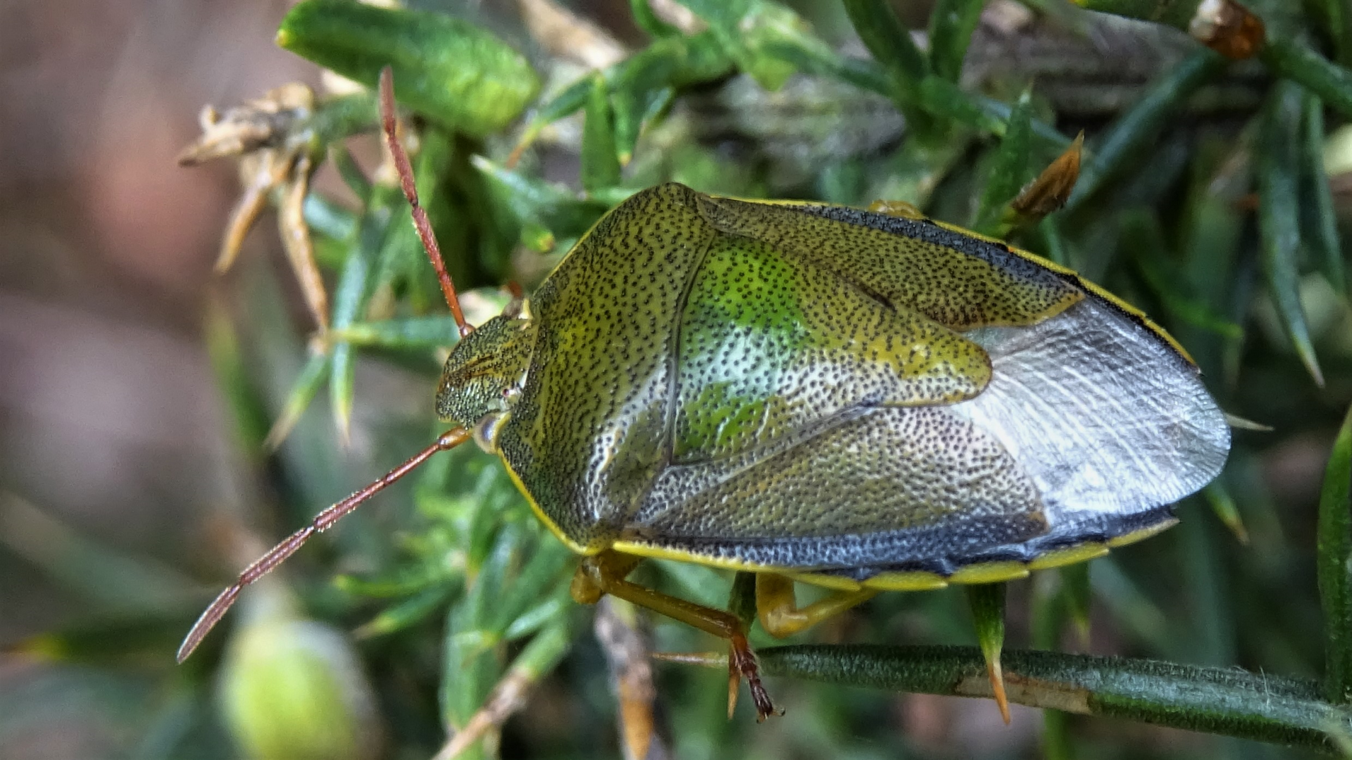 Beetle