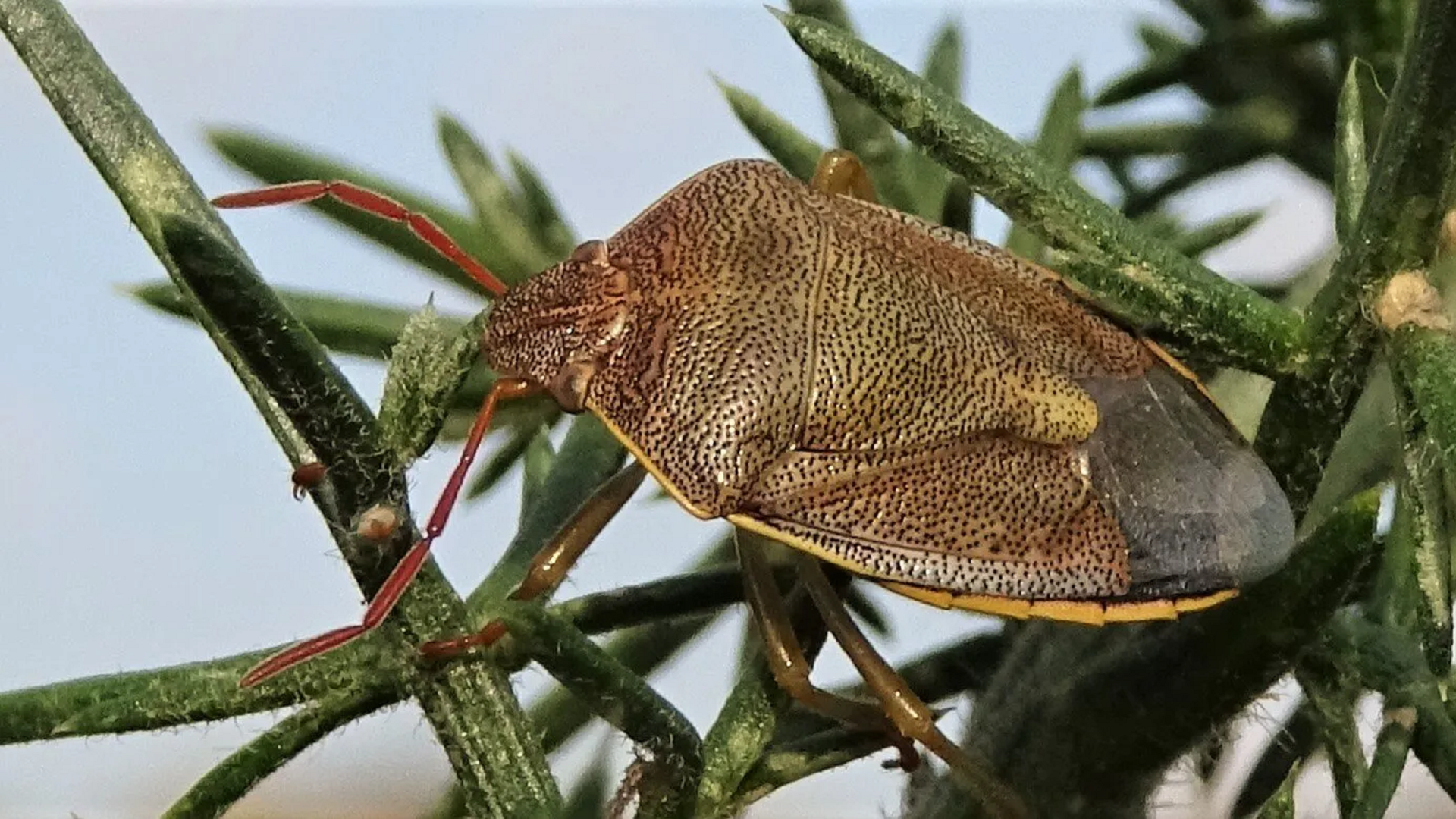 Beetle