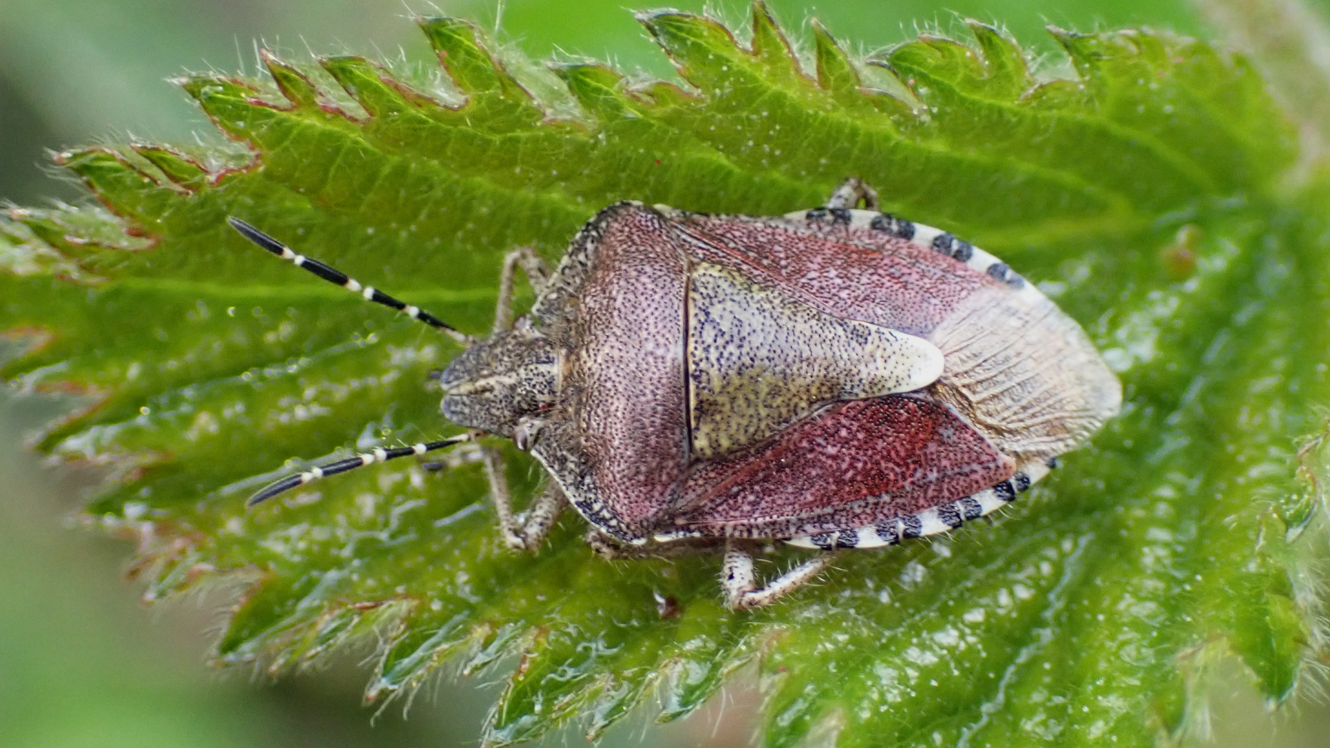 Beetle