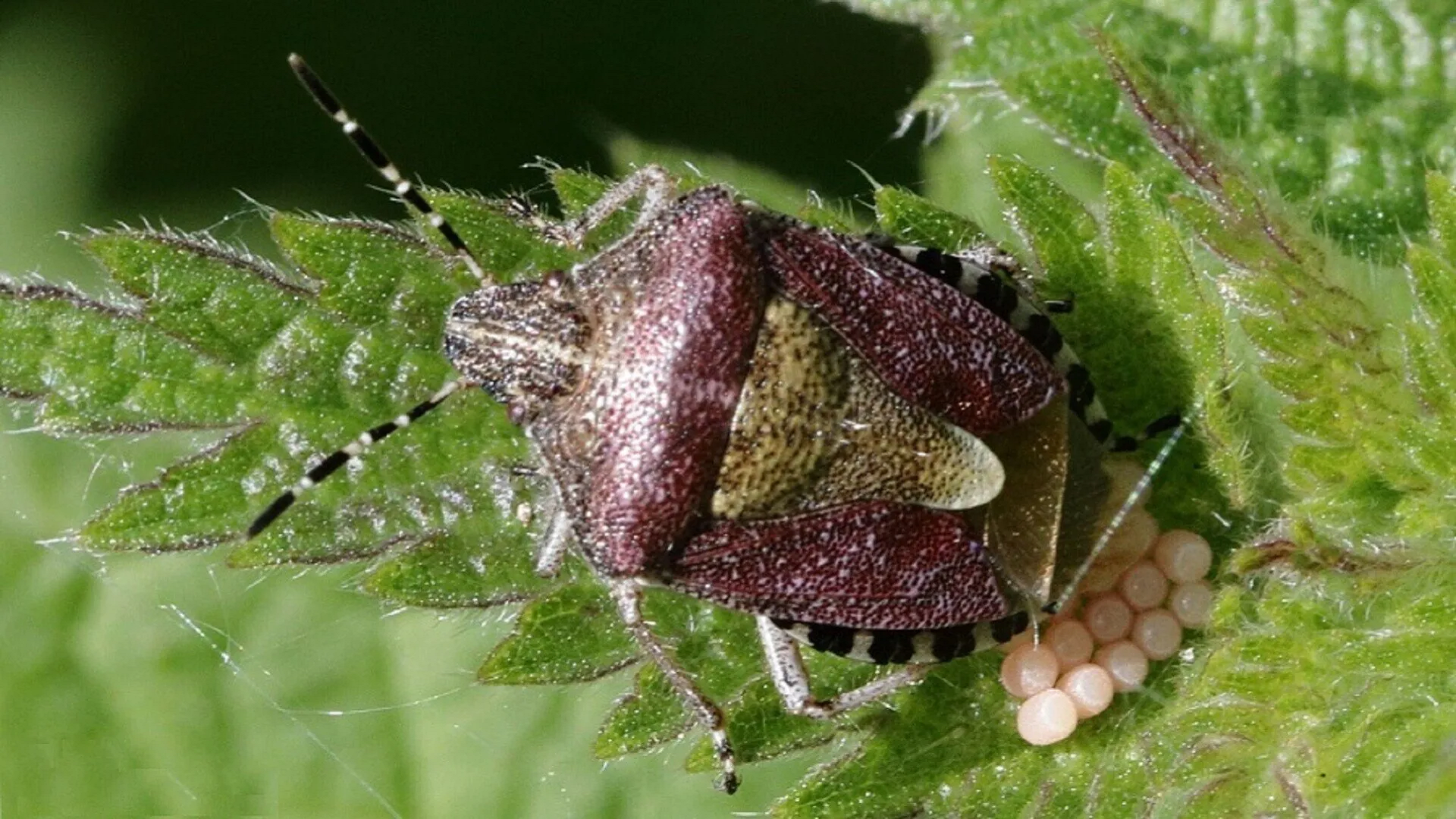 Beetle