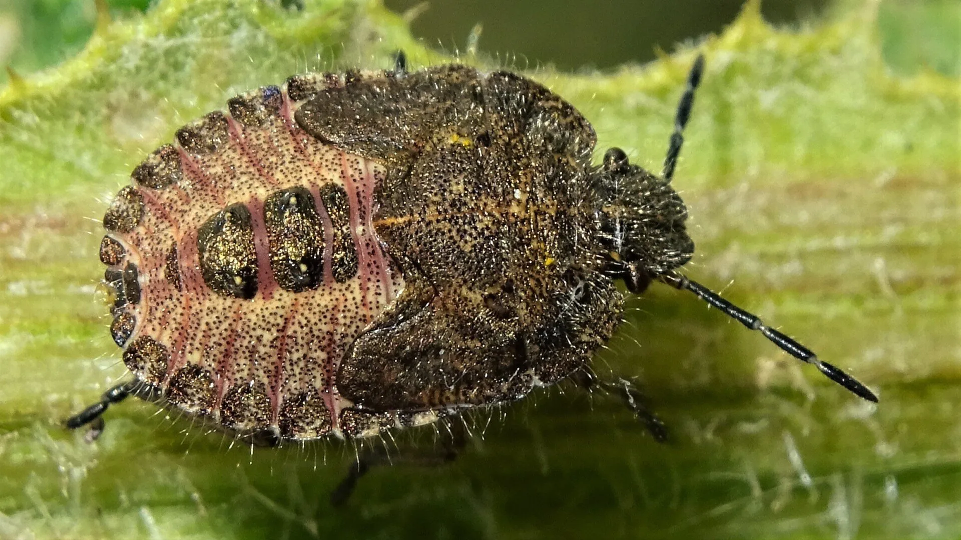Beetle