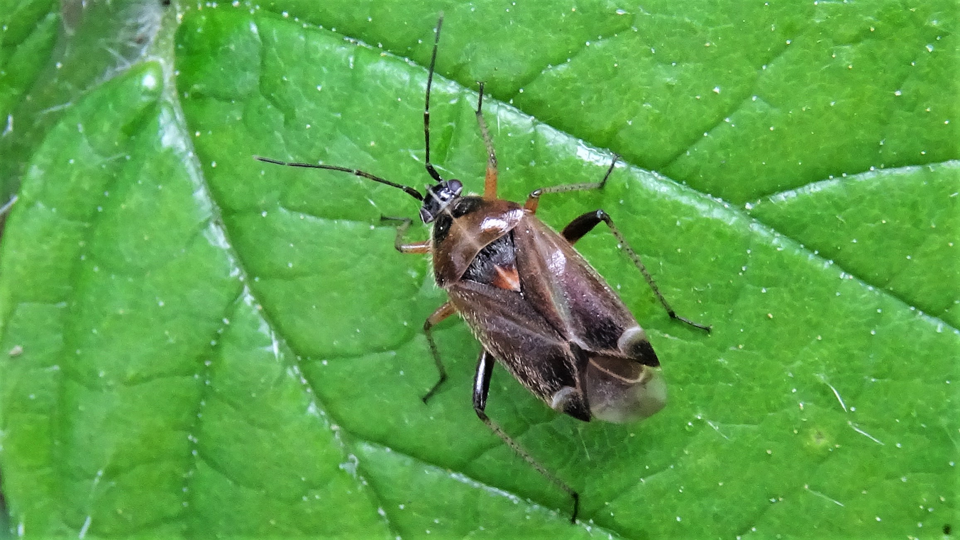Beetle