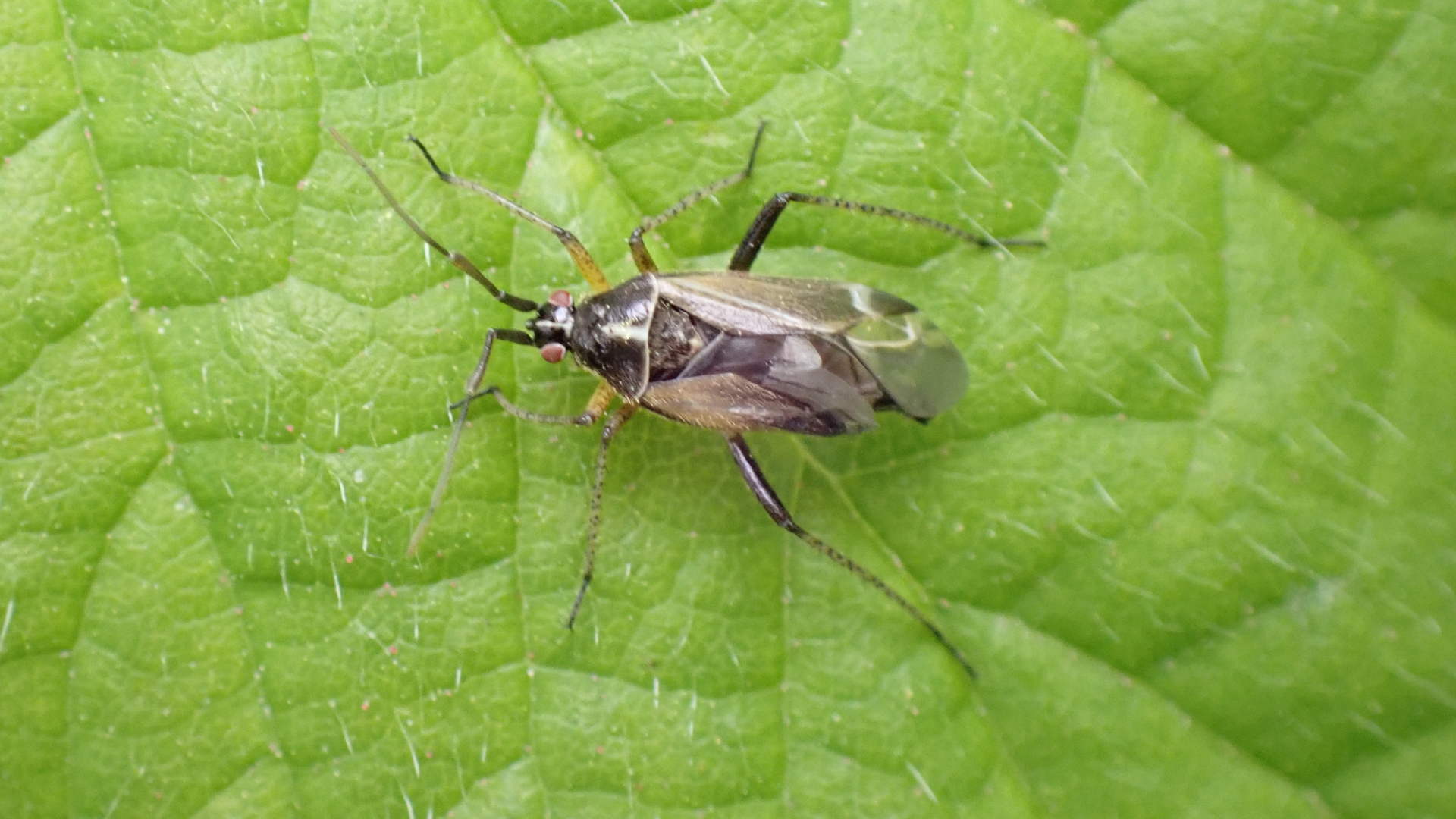 Beetle