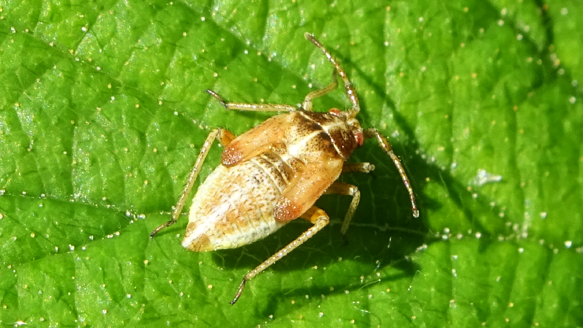 Beetle